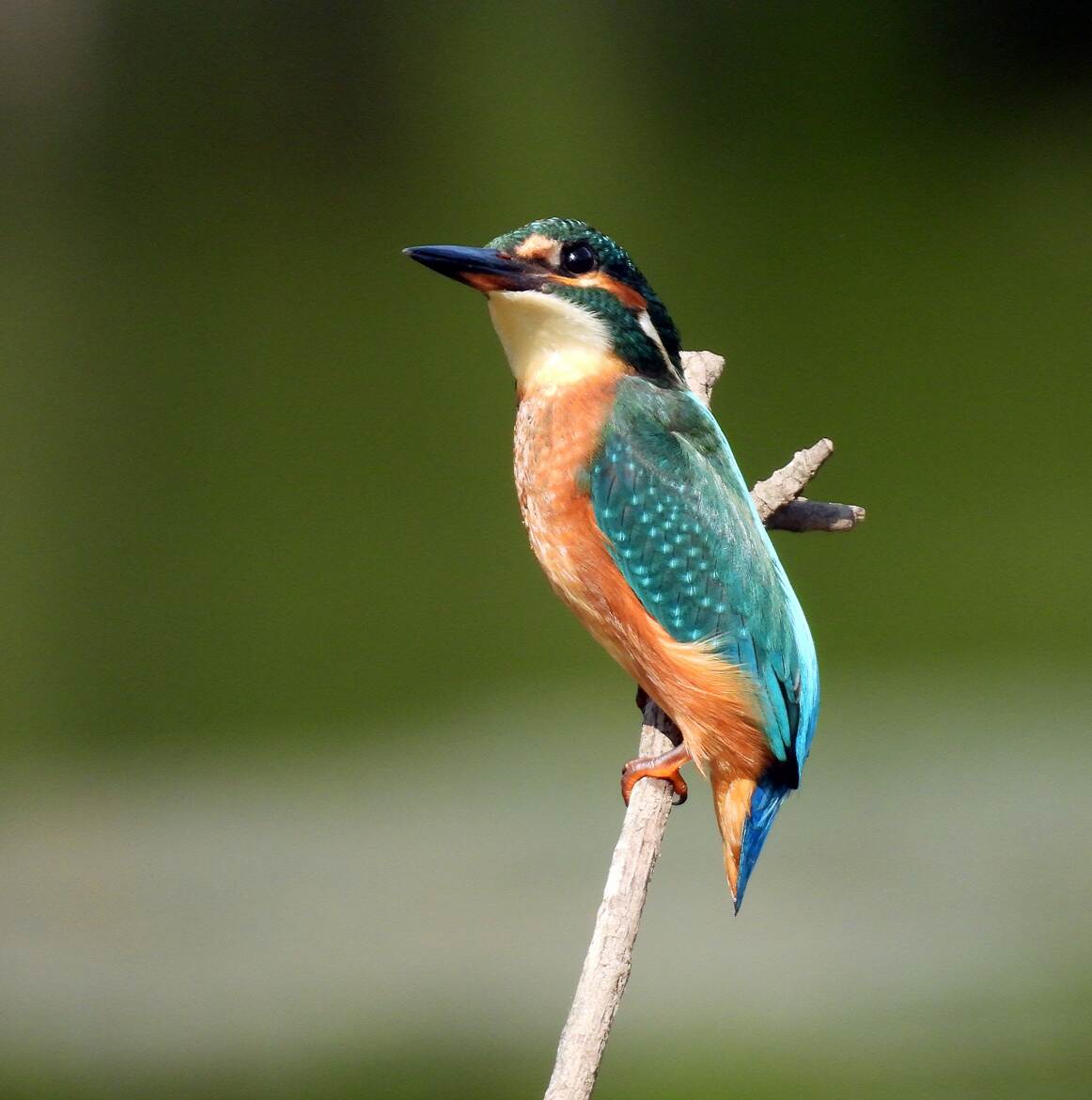 c est moi le plus beau