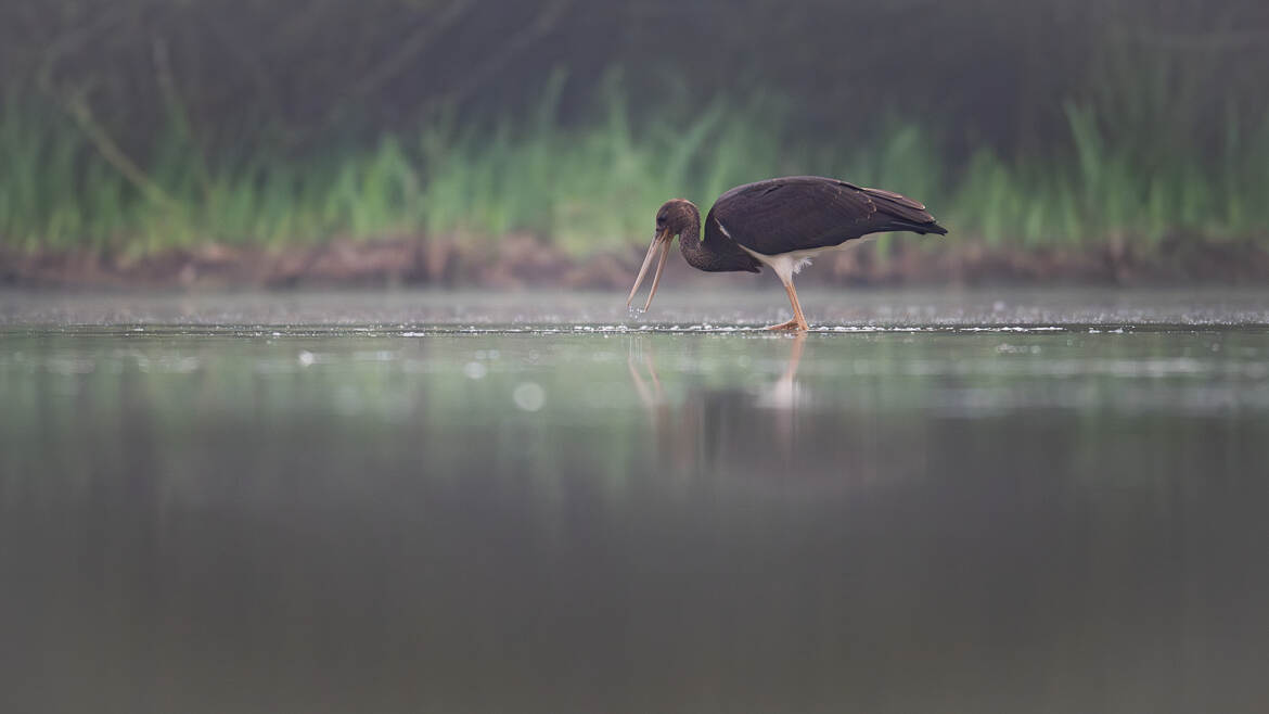 Une belle et rare rencontre