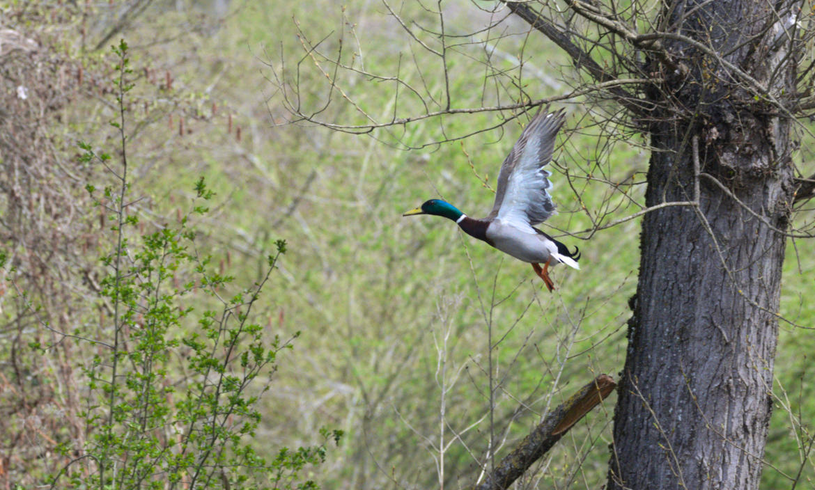 l'envol du canard