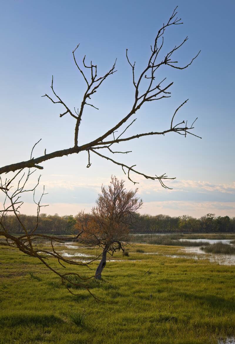 Prisonnier des branches
