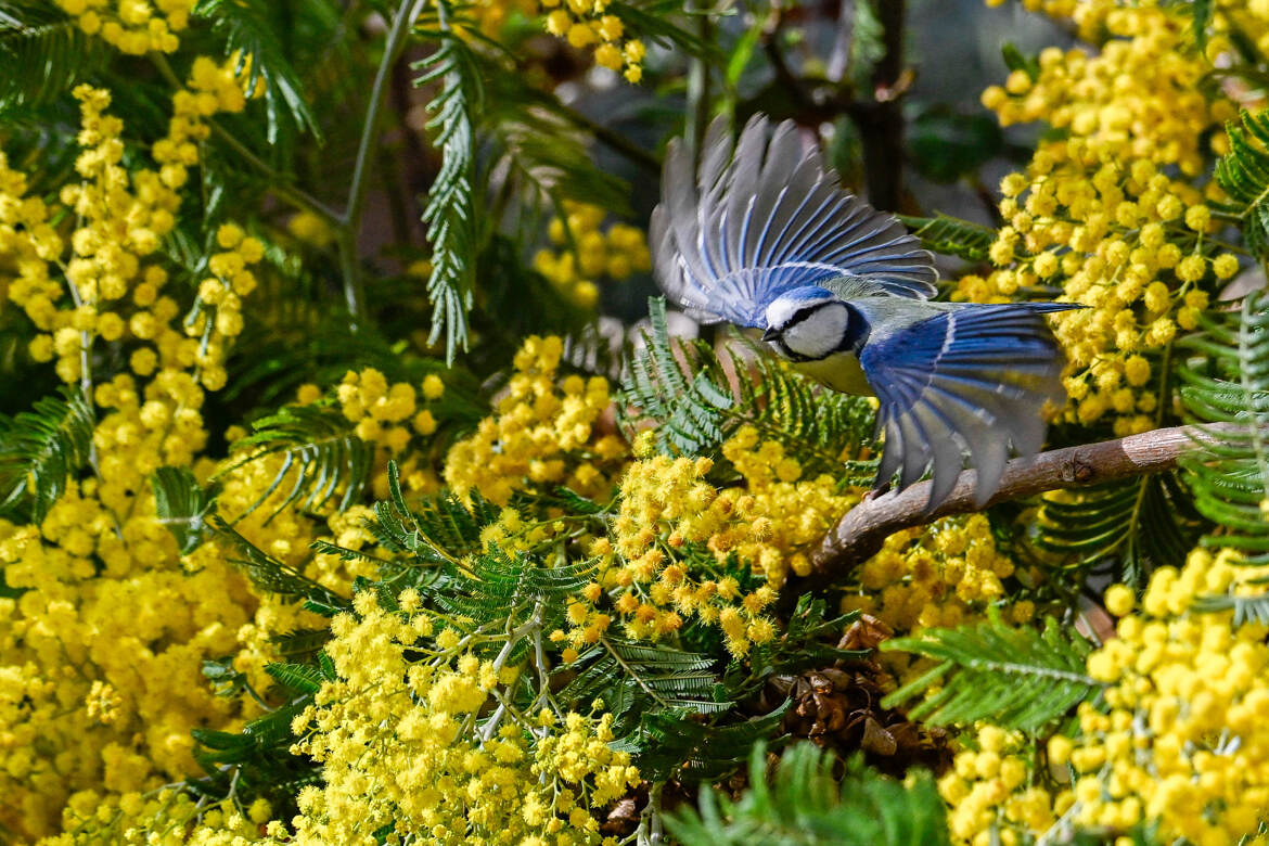 Mimosa et Mésange 3