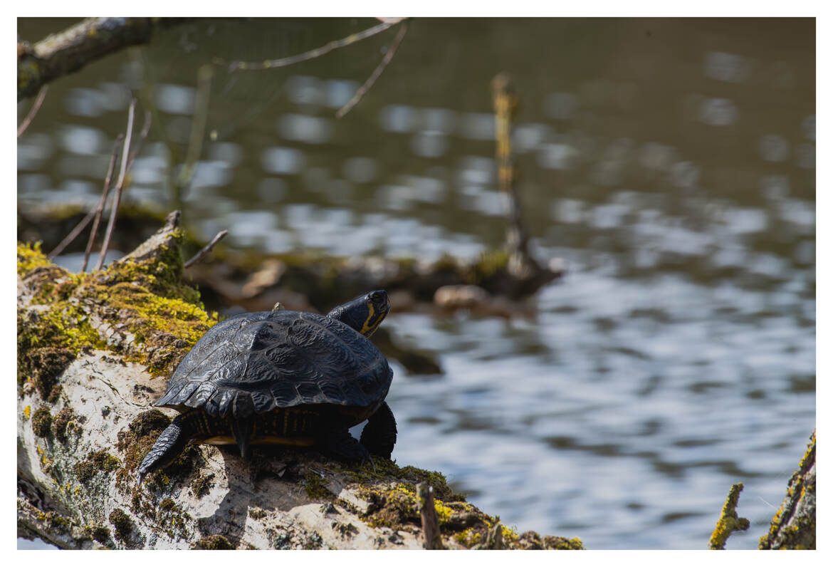 Une tortue, se prélassant au soleil