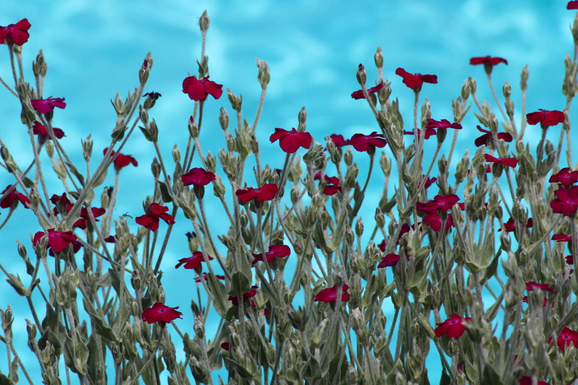 fleurs au bord de l piscine