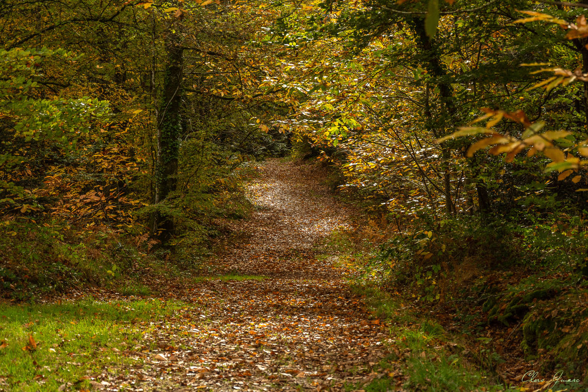 Le chemin se teinte