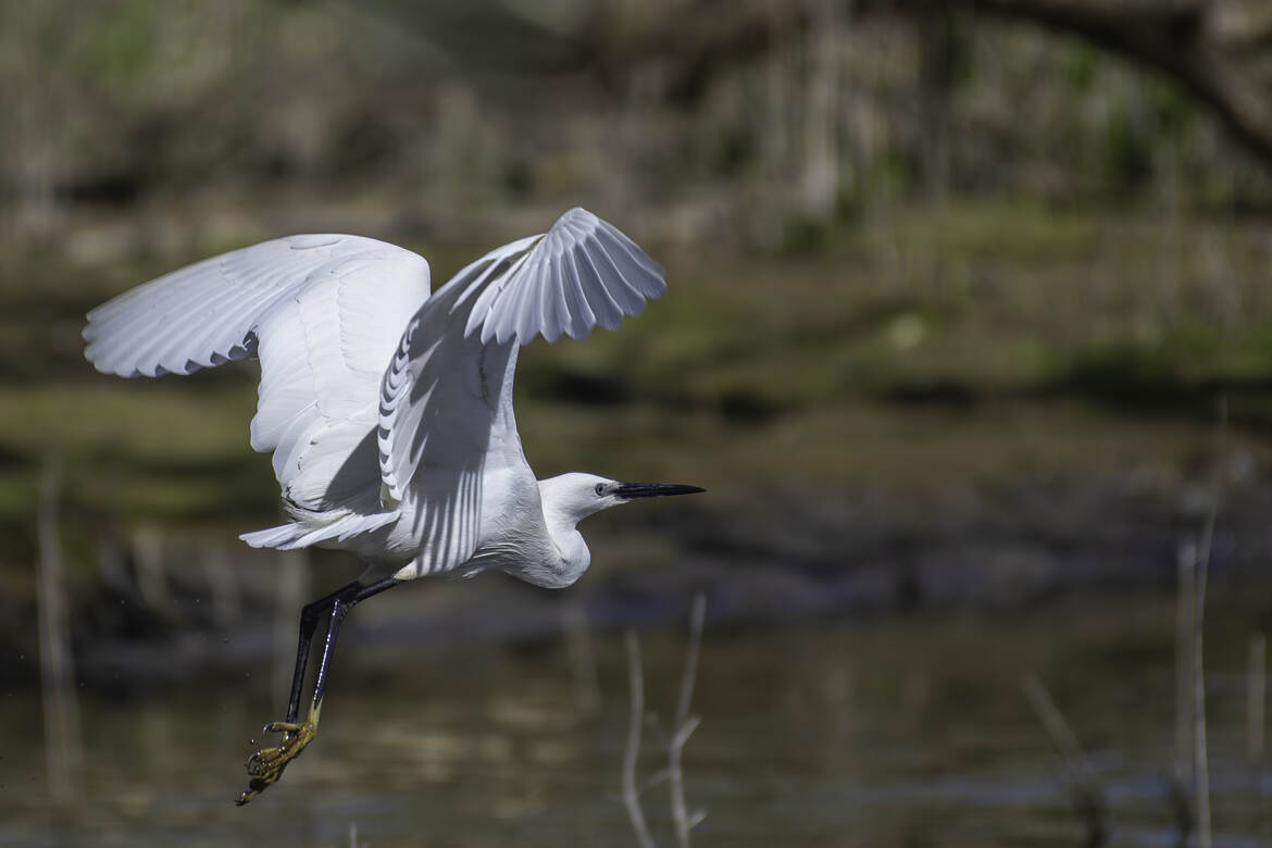 Aigrette garzette en plein vol.