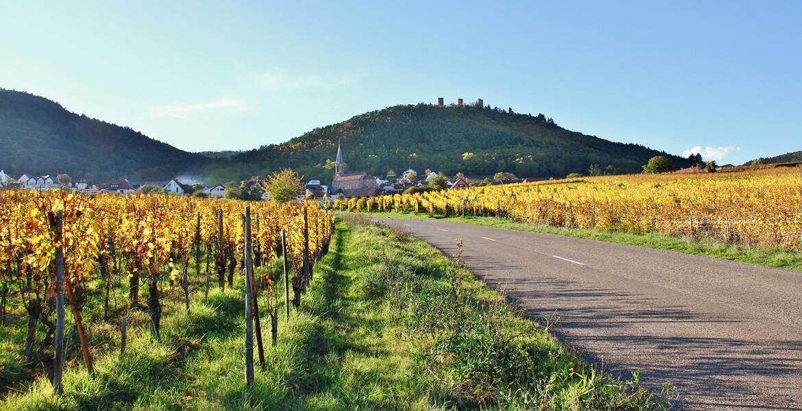 La route des vins