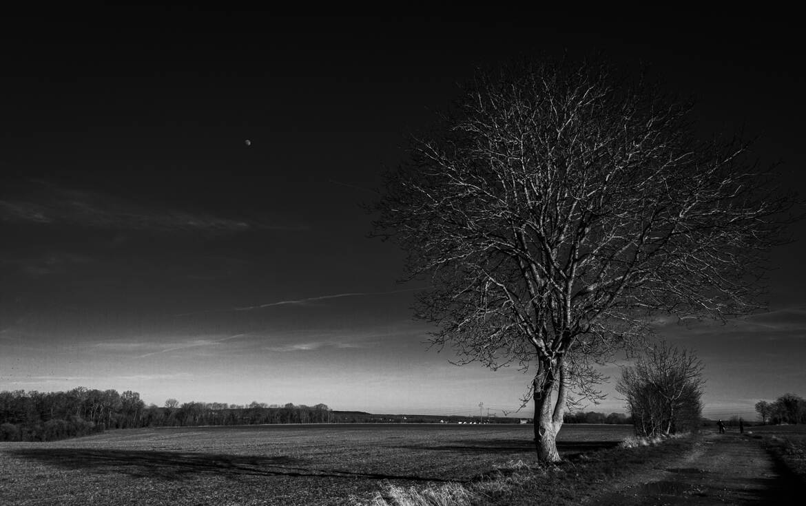 L'arbre du chemin