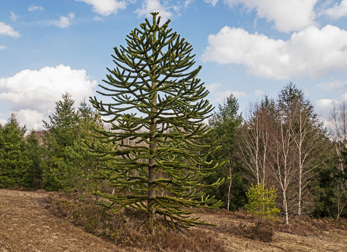 ARBORETUM