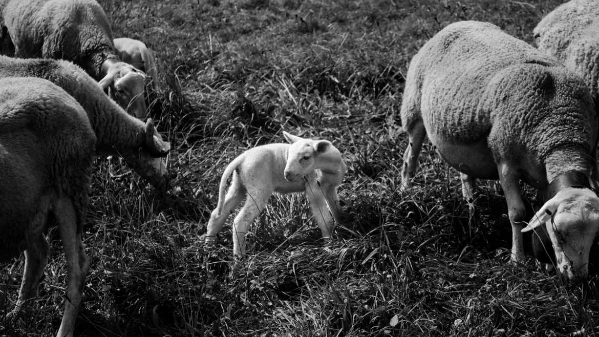 Baby sheep