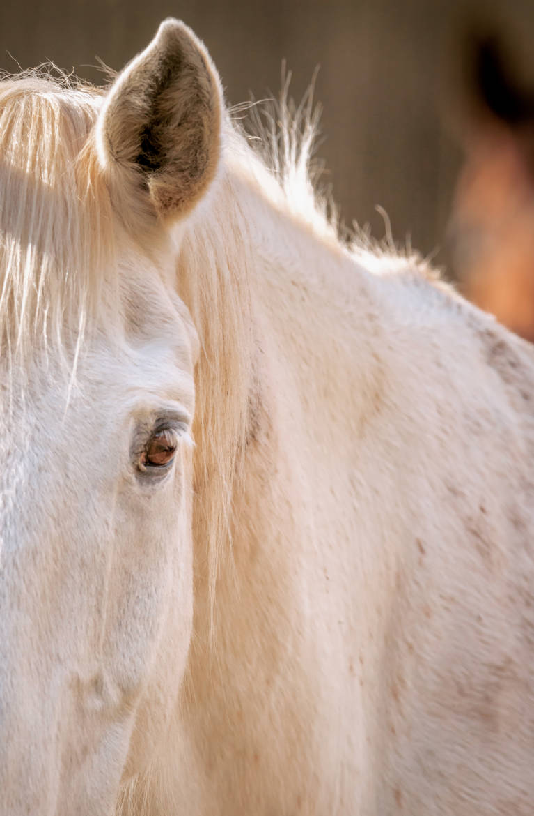 le cheval