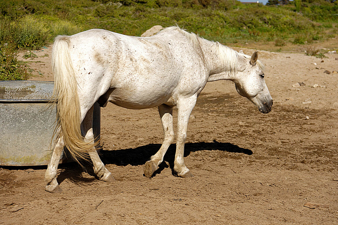 I'm a poor lonesome horse