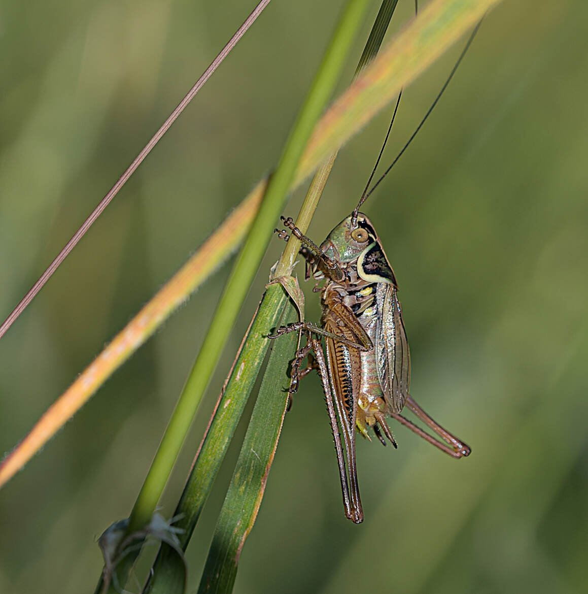Decticelle bariolée