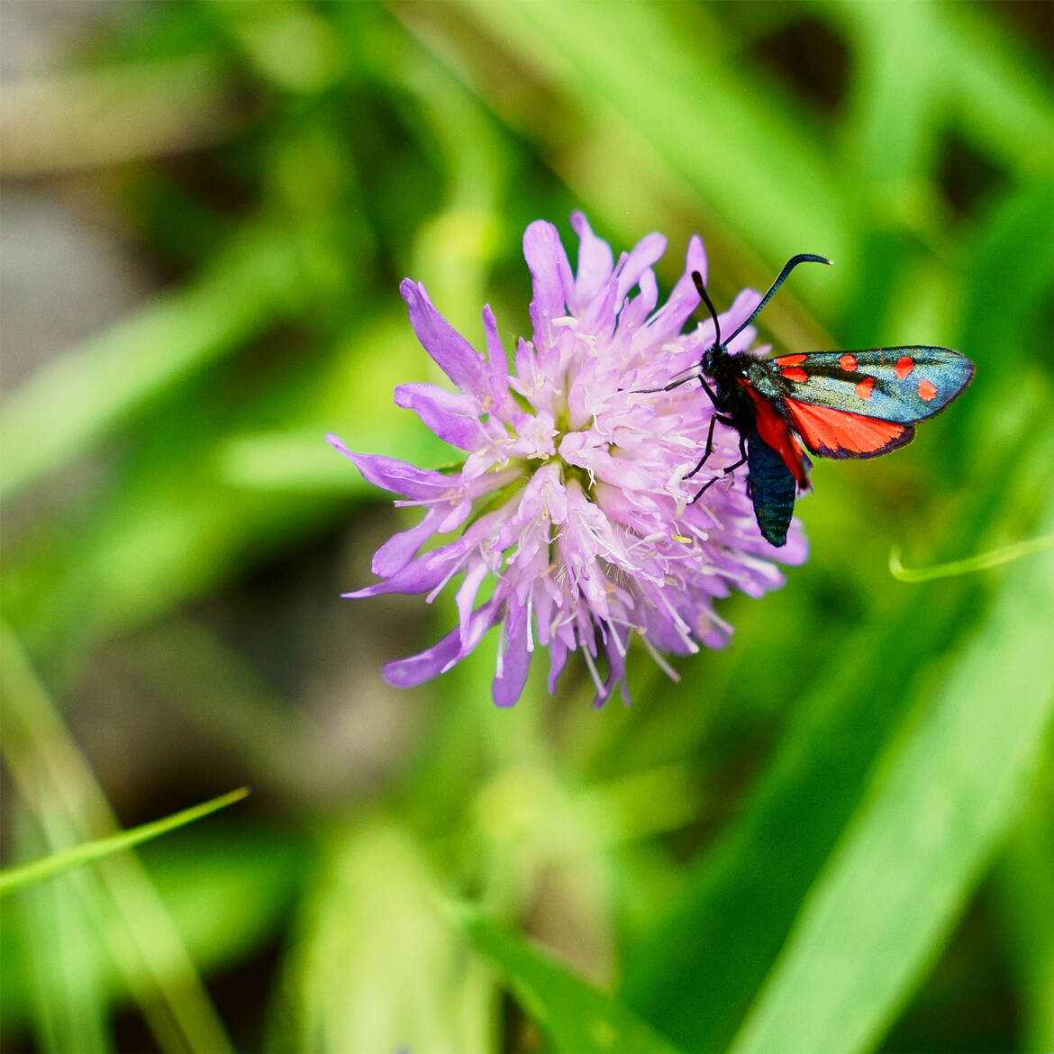 le papillon