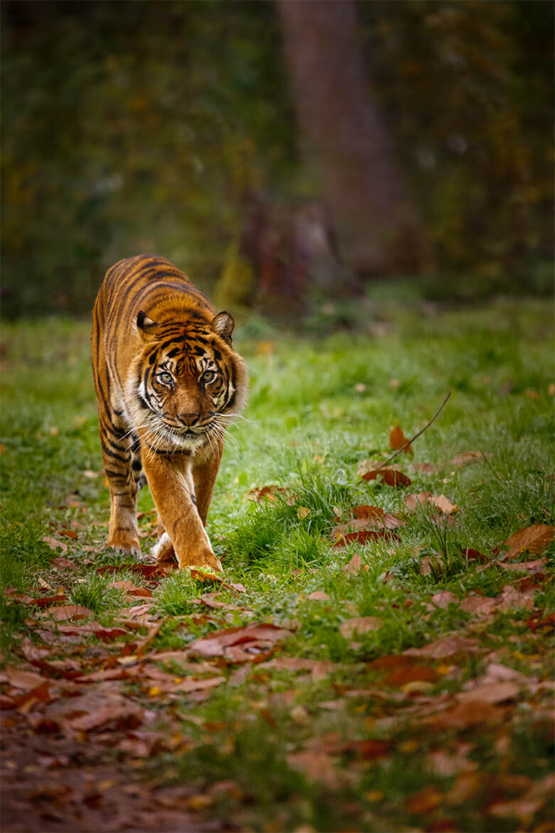 Z'ai cru voir un 'rominet...