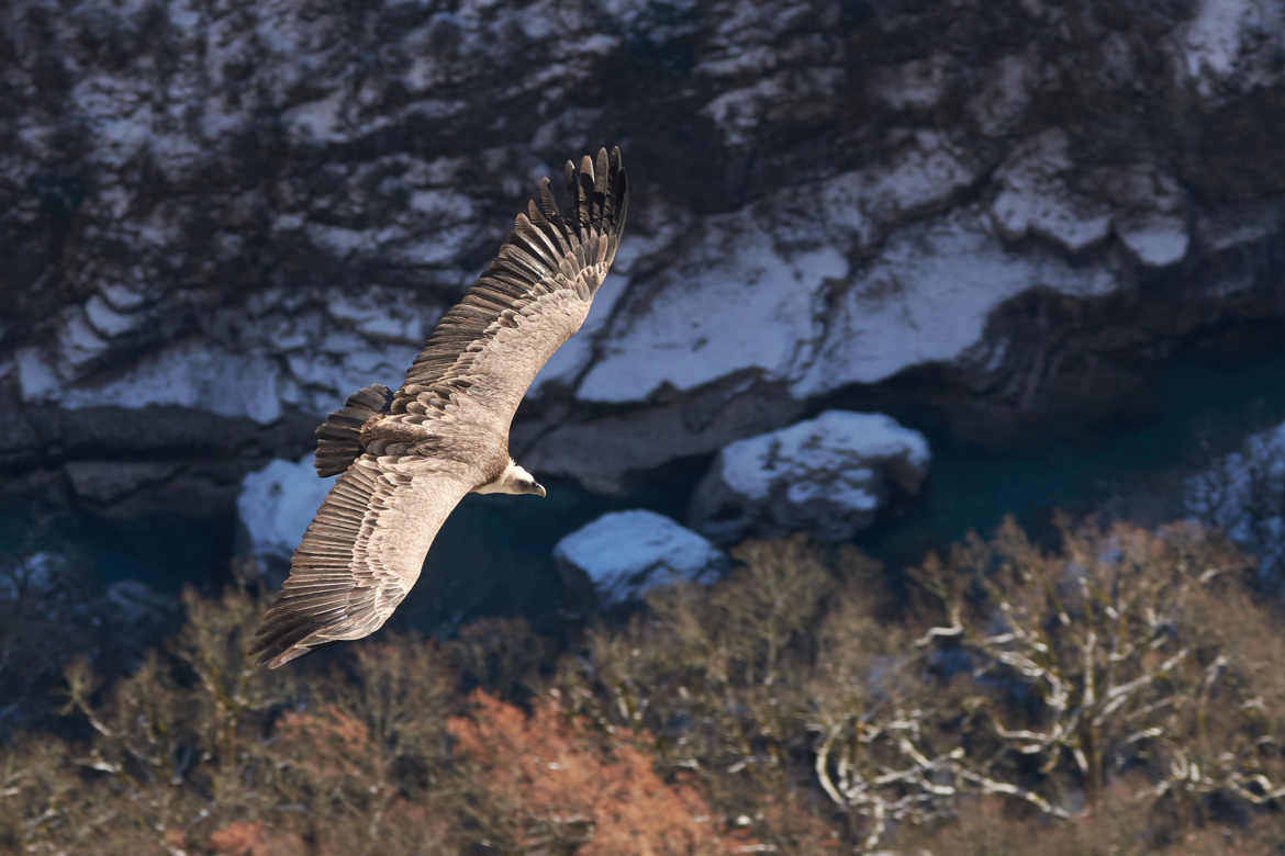 Verdon et vautour.