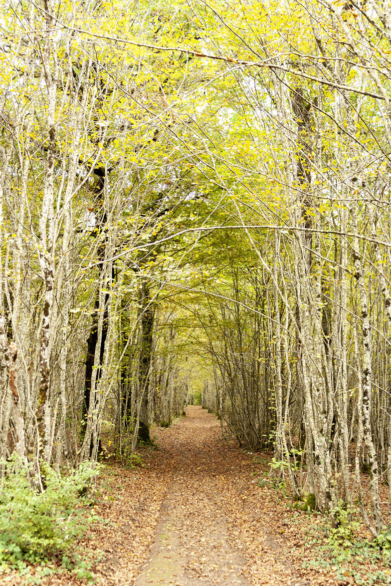 L'entrée d'un bois