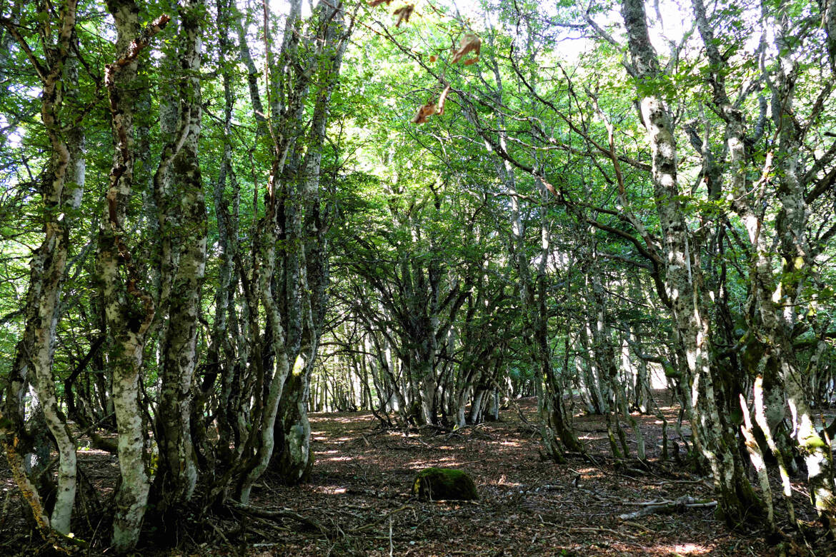 Une forêt extraordinaire