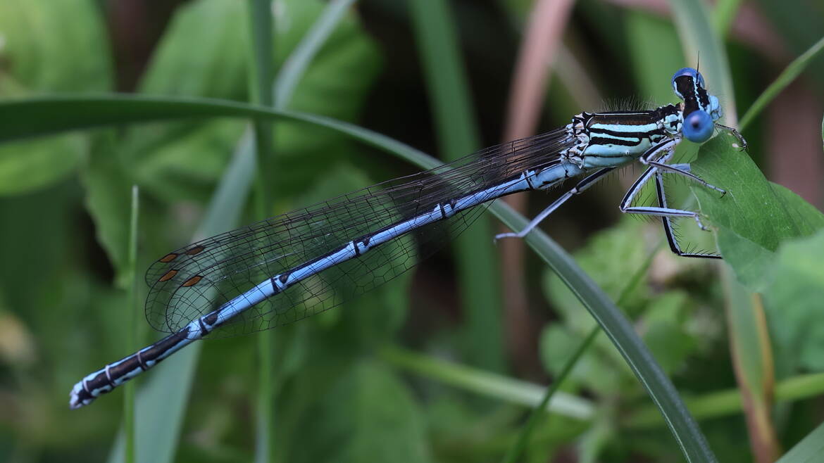 Pennipatte bleuâtre