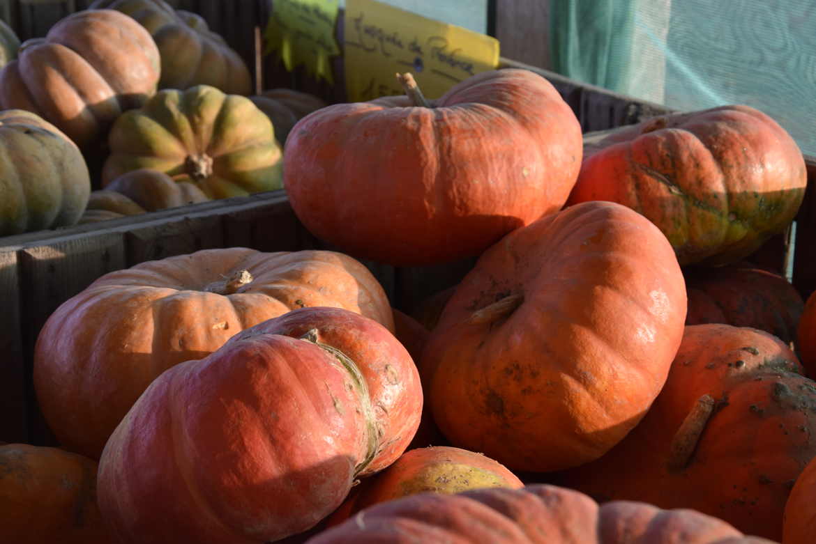 citrouilles