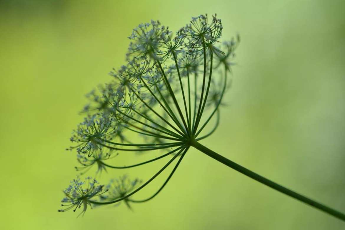 fleurs