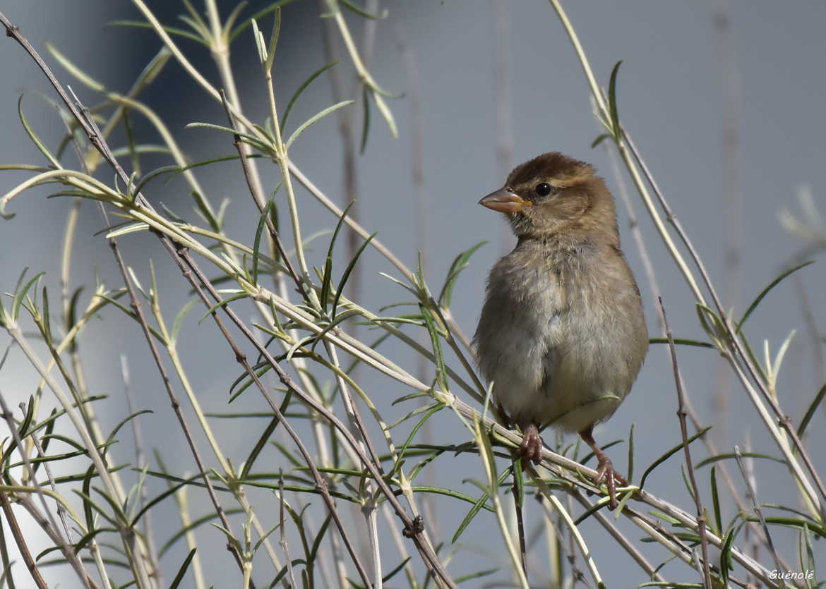 Petit moineau femelle