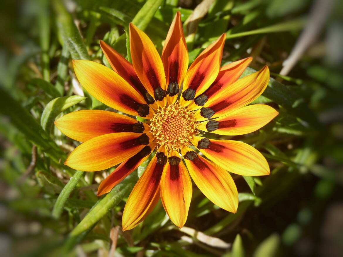 Gazania