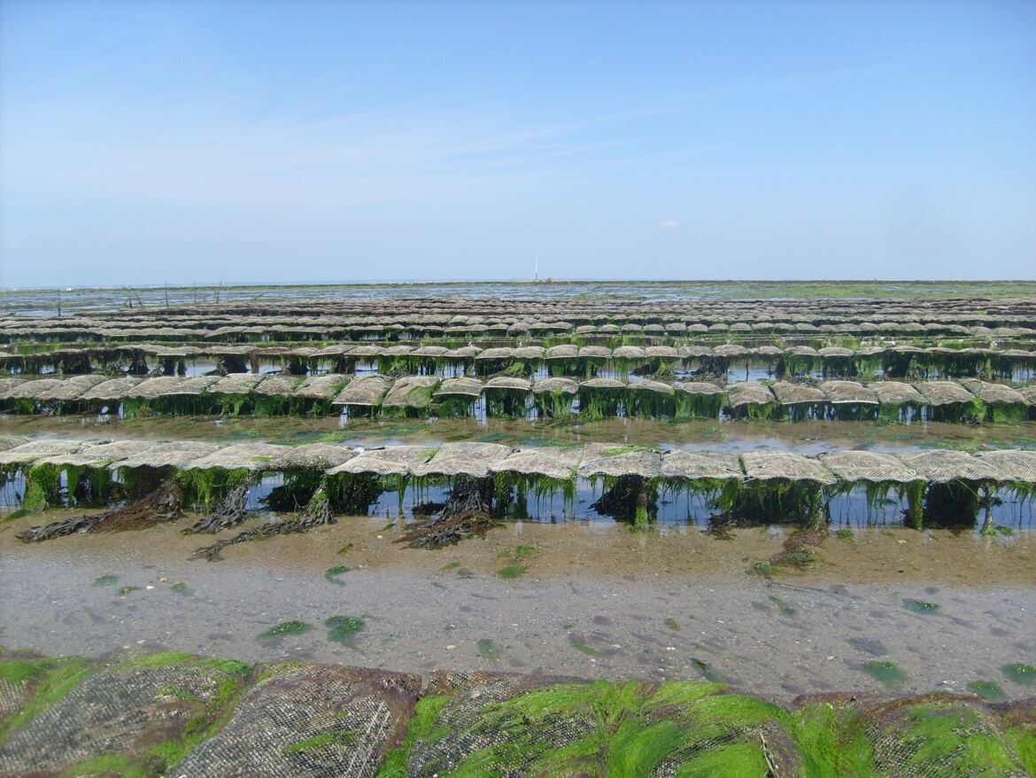 Parc à huitres de Noirmoutier