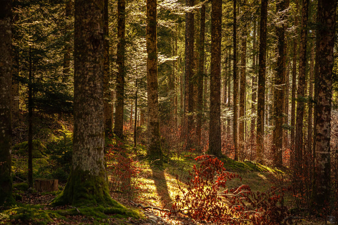 Lumière dans les sapins 3