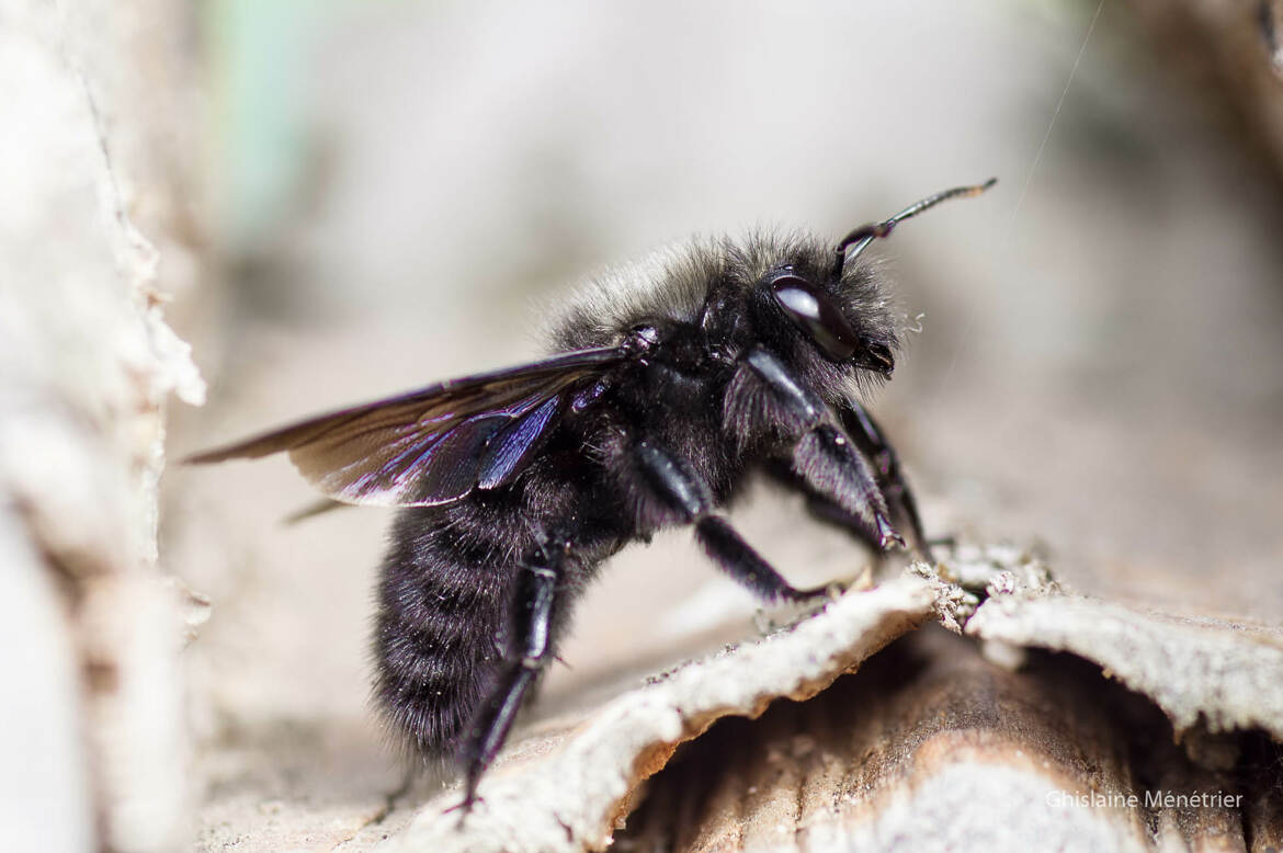 abeille charpentier