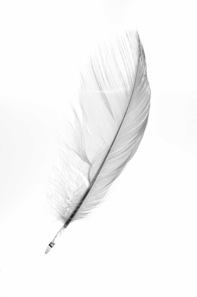 Concours Photo - Blanc - Comme la plume au vent par leotempo