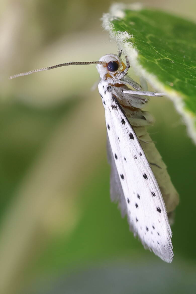 Papillon hyponomeute