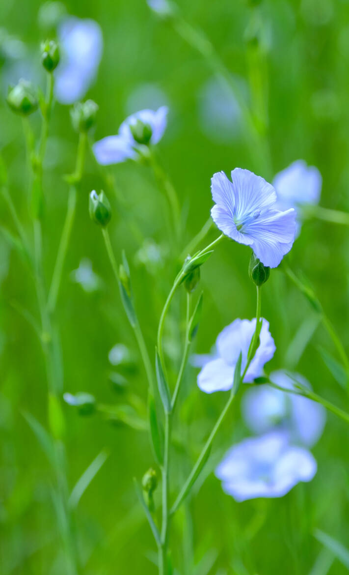 Fleur de lin