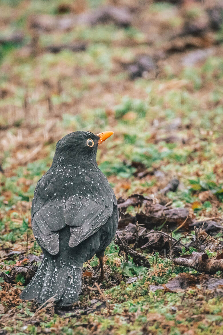 Trempé comme un merle