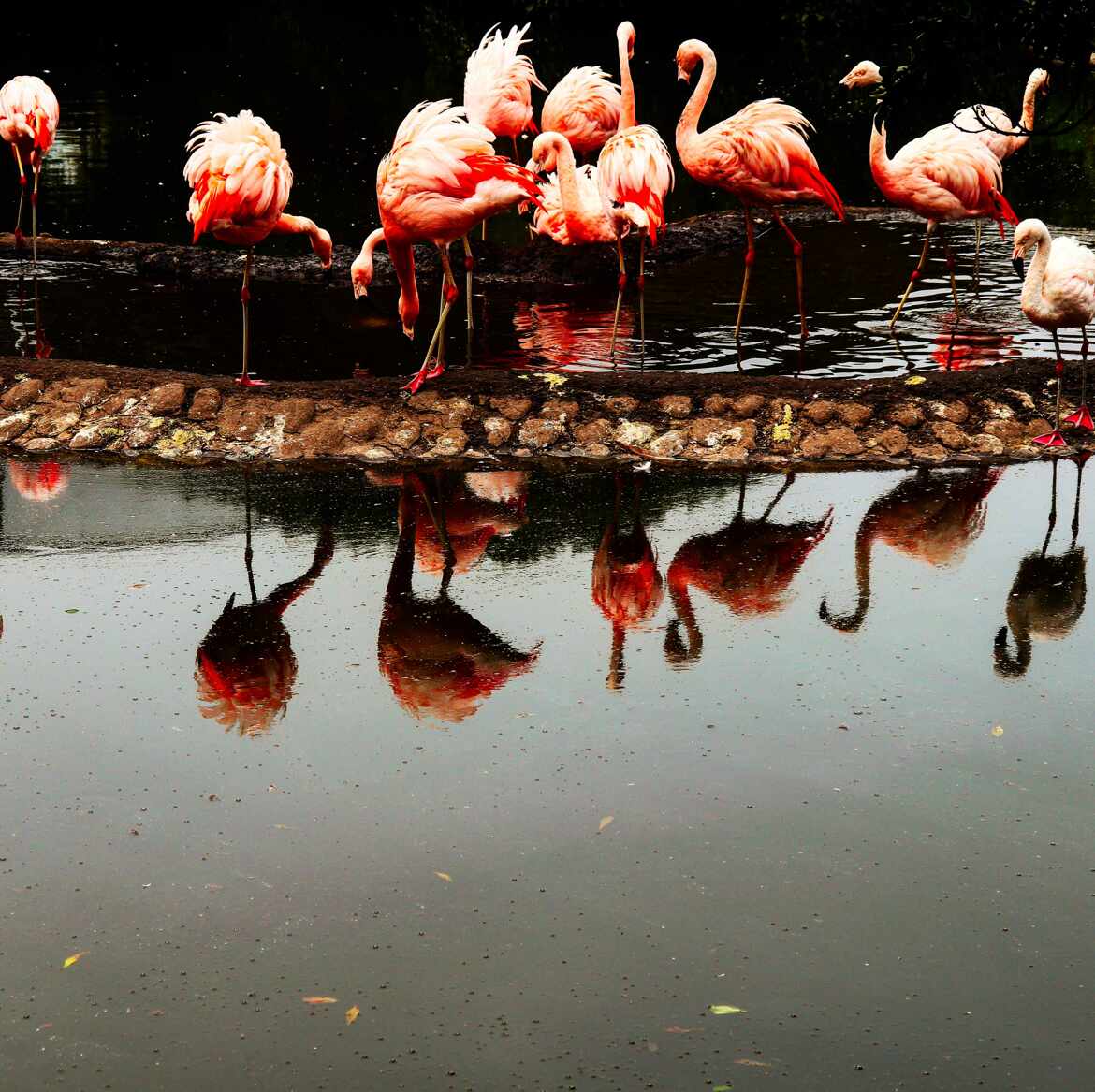 Flamands roses ou rouges ?