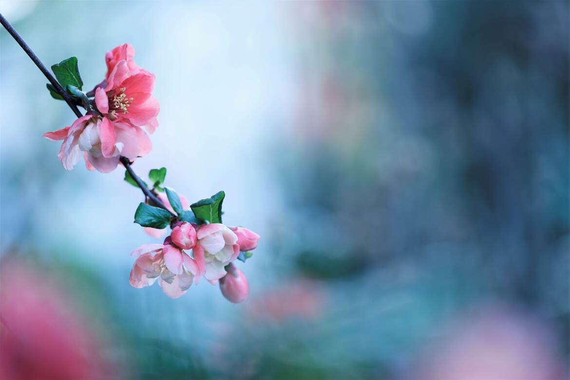 Fleurs de pommier