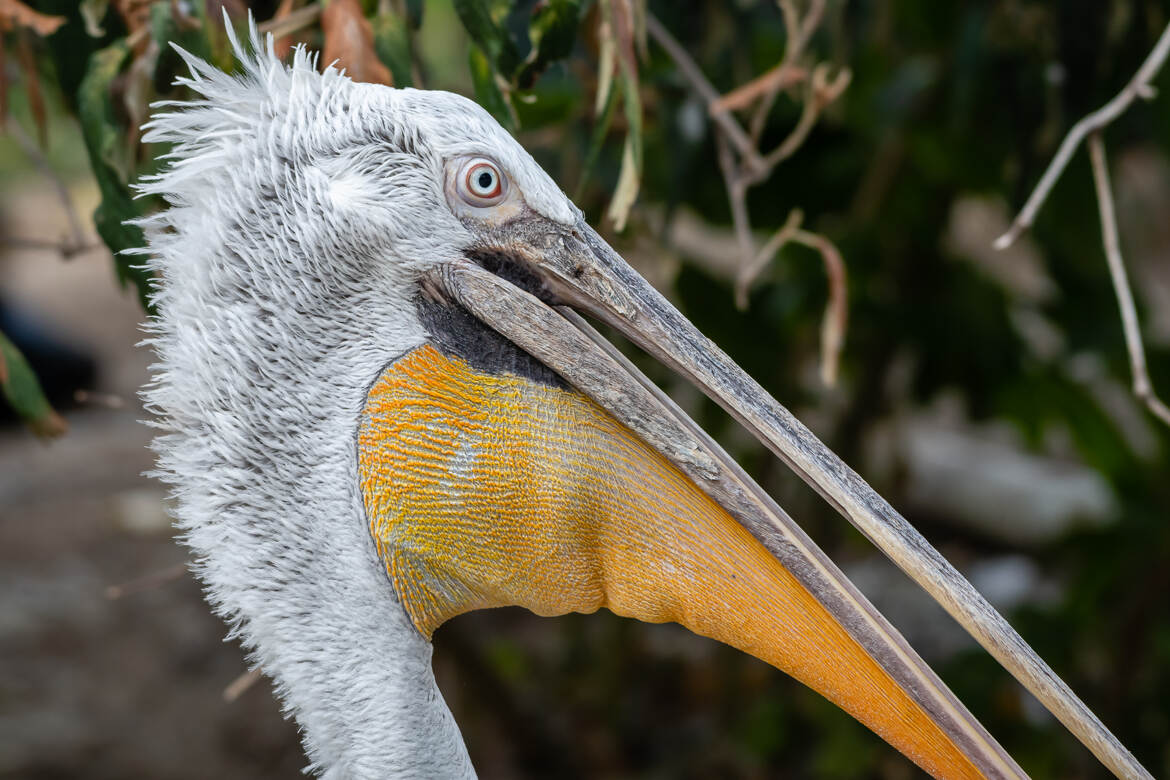 Portrait Pélican