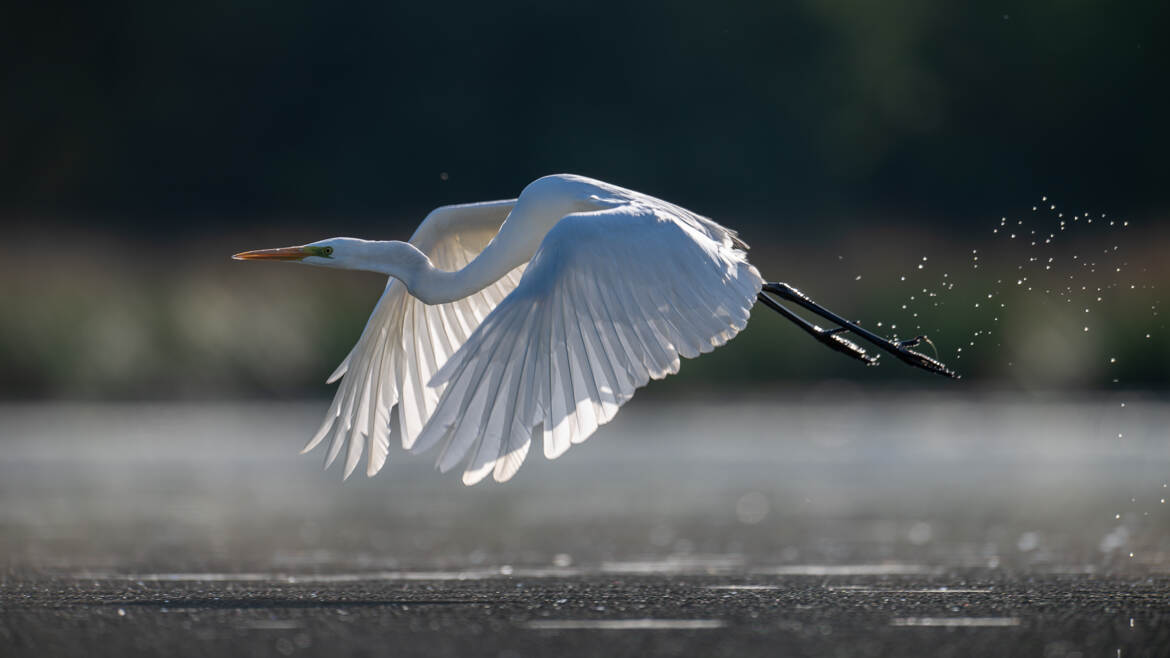 L'envol de la dame blanche
