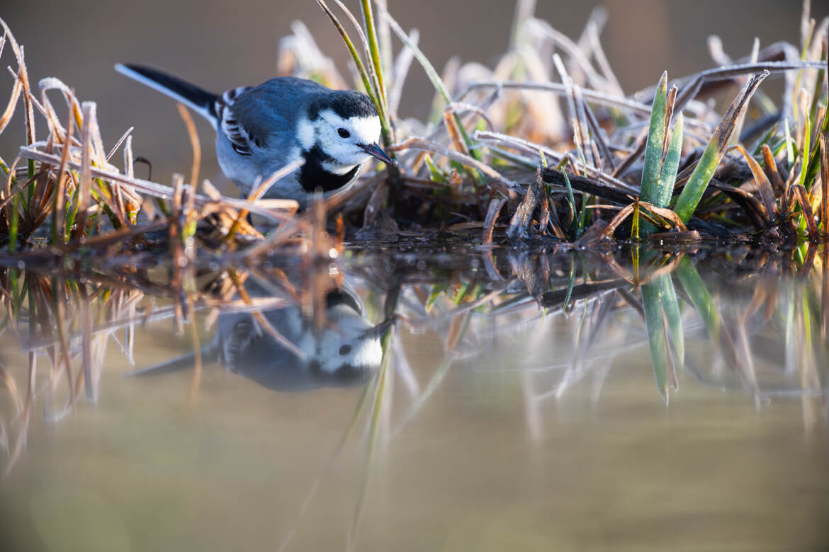 Reflet givré