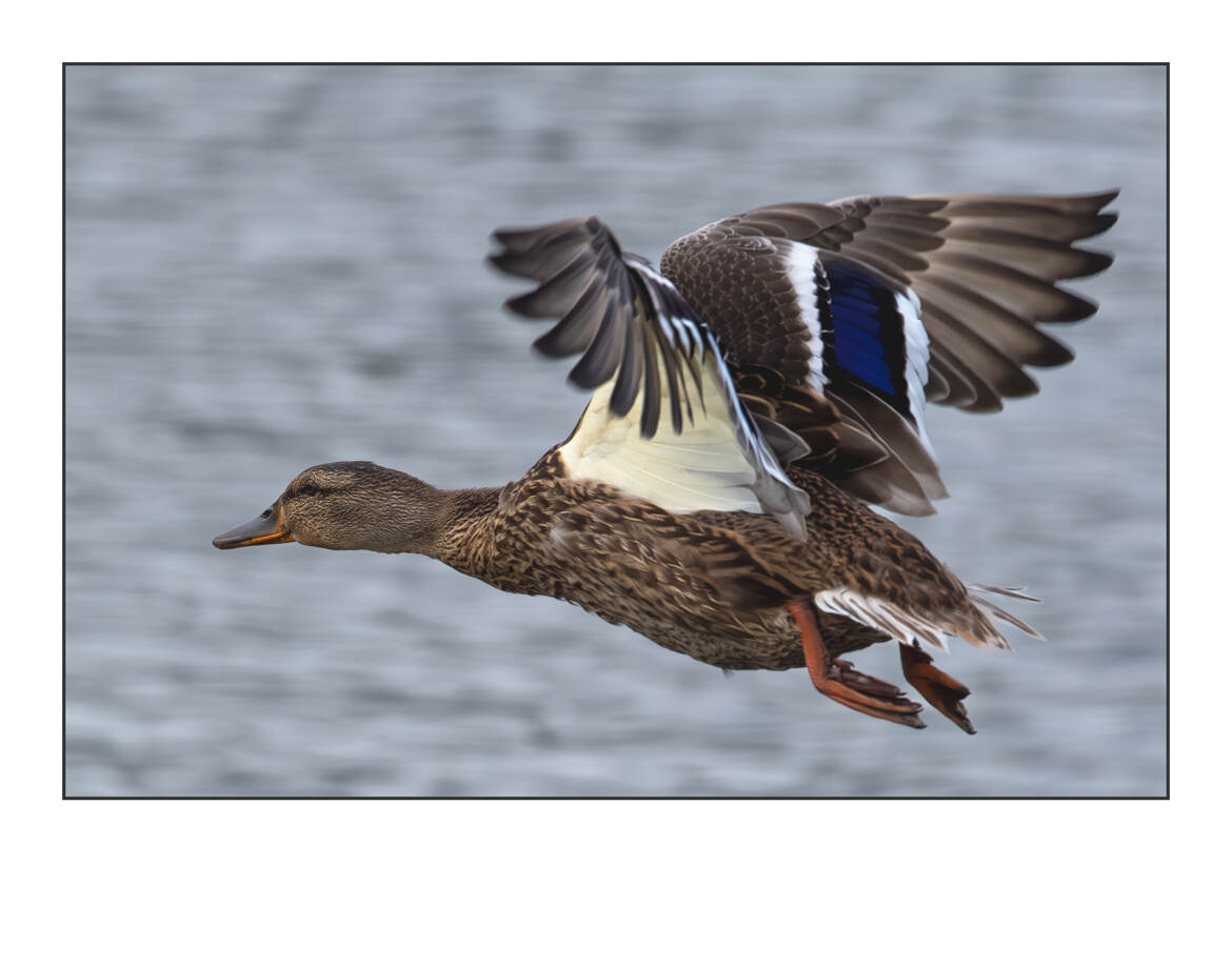 Madame colvert en plein vol !