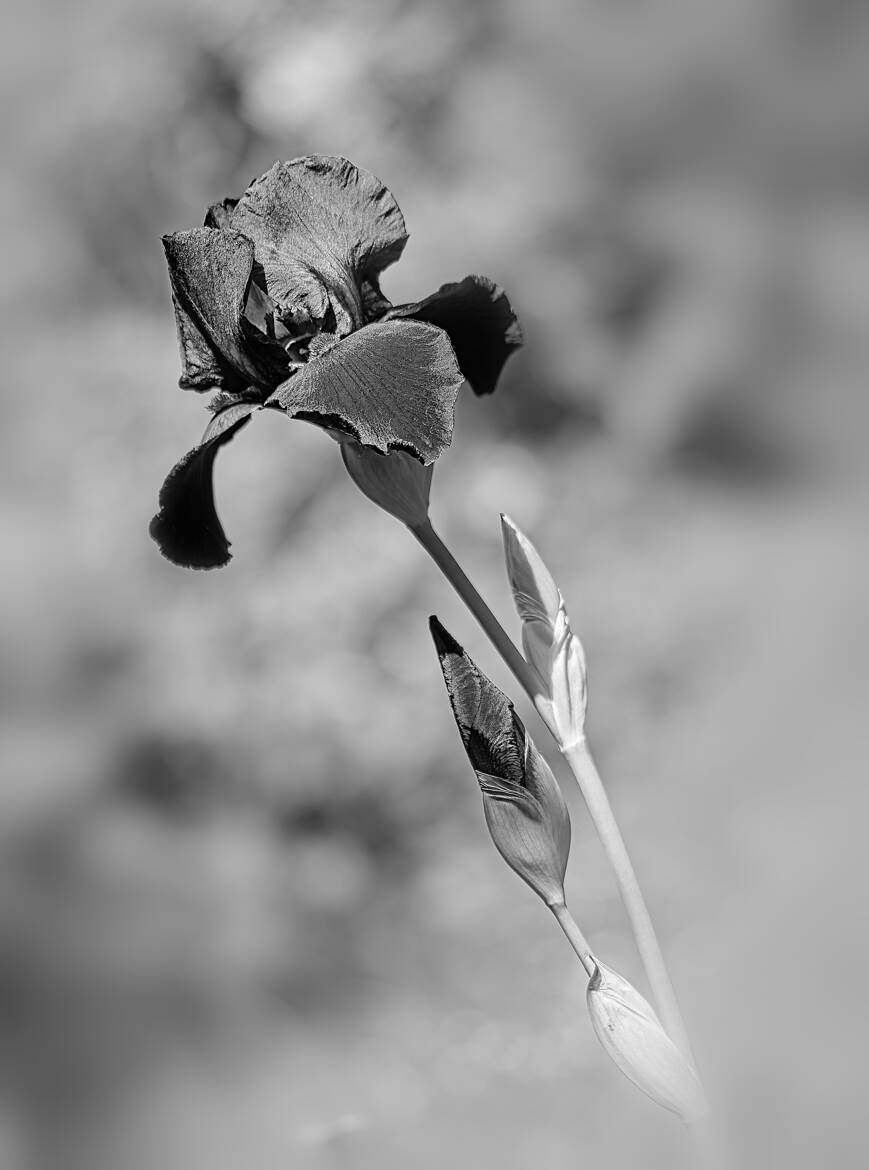 Nature monochrome (17)