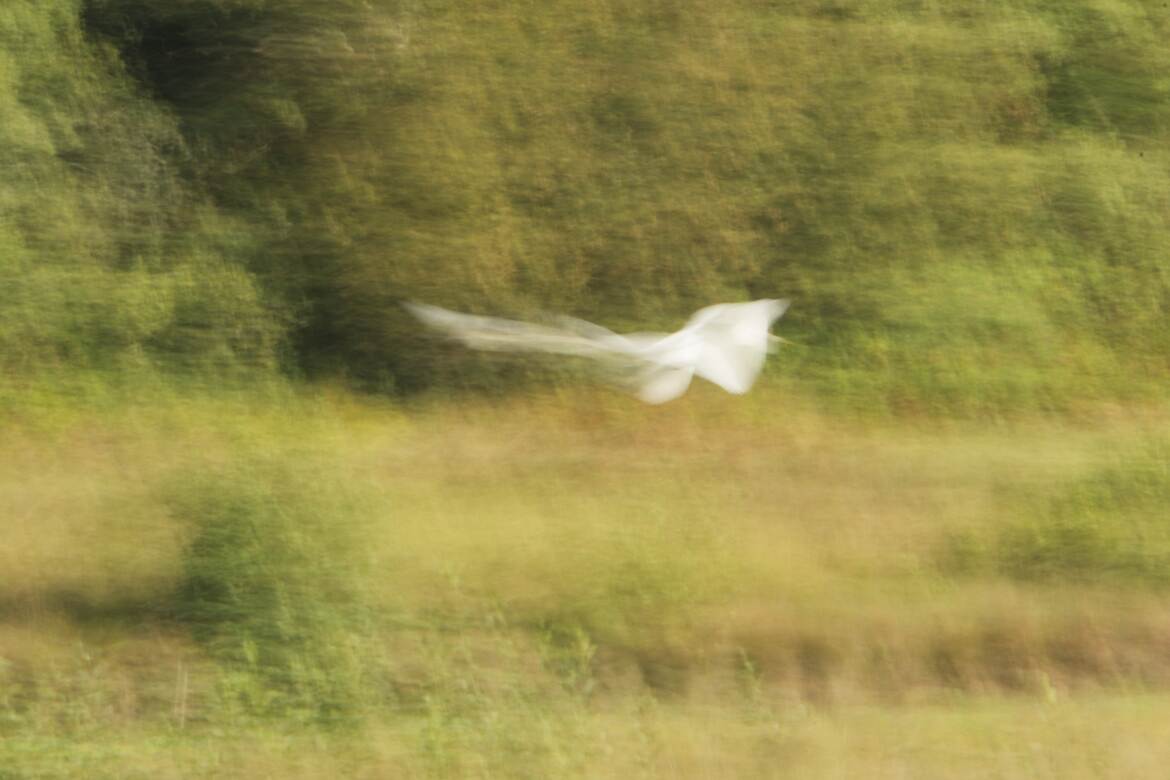 Le vol de la grande aigrette (2)