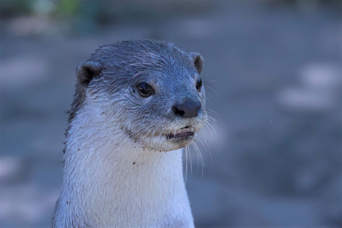 Loutre