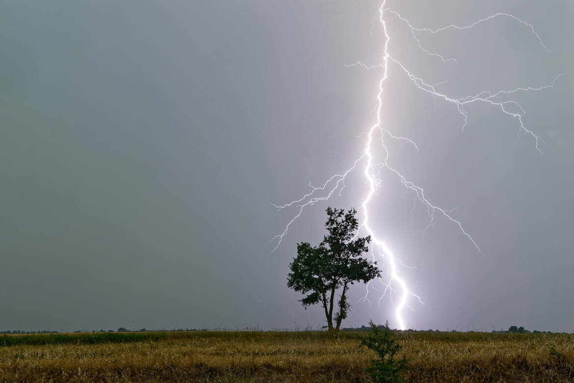 L'arbre...