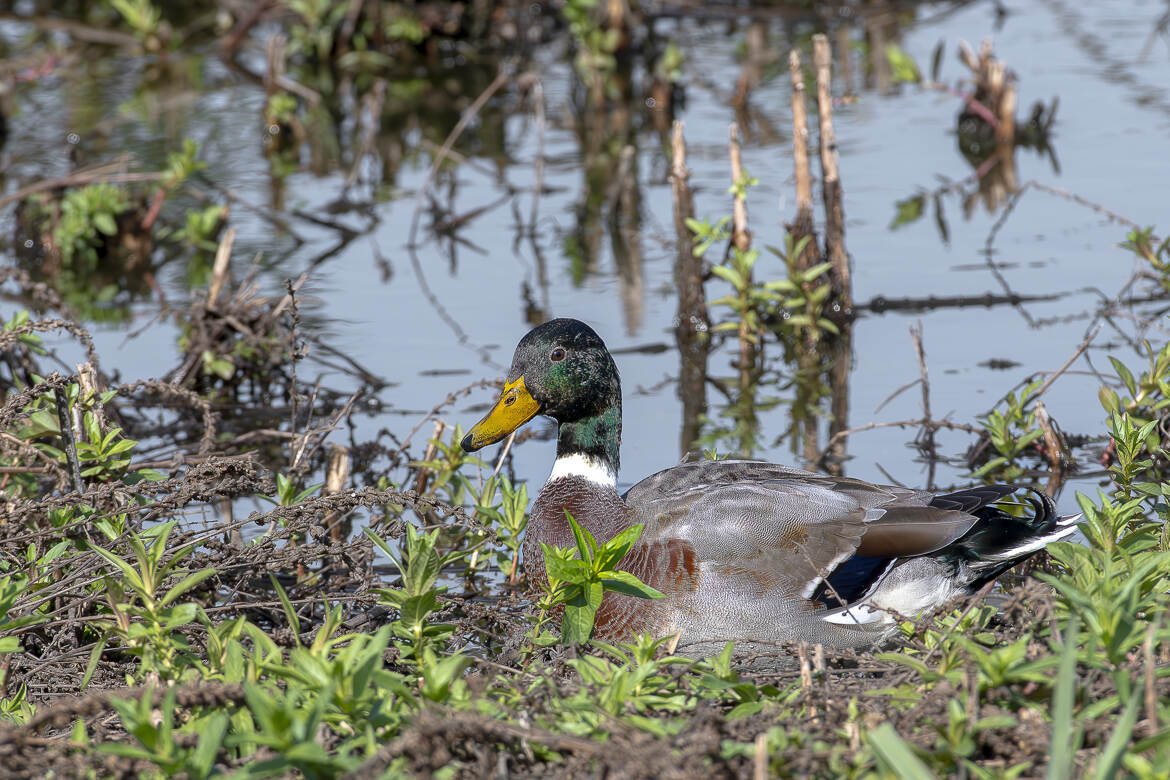 Le canard colvert, dans son habitat.
