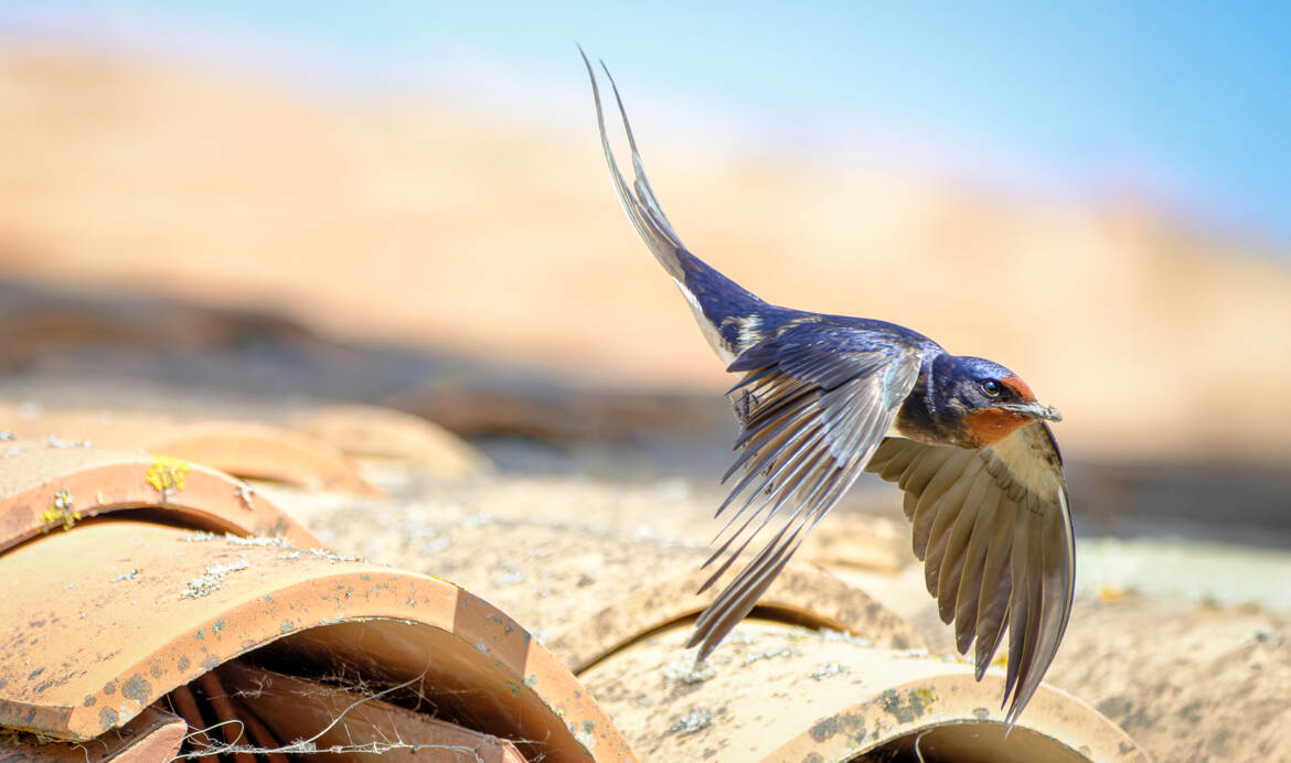 L'envol de l'hirondelle