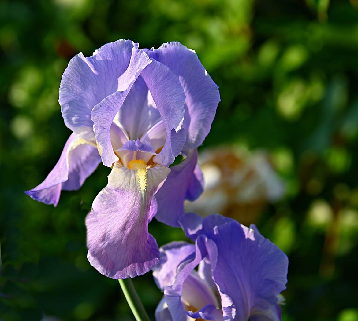 Iris ensoleillé