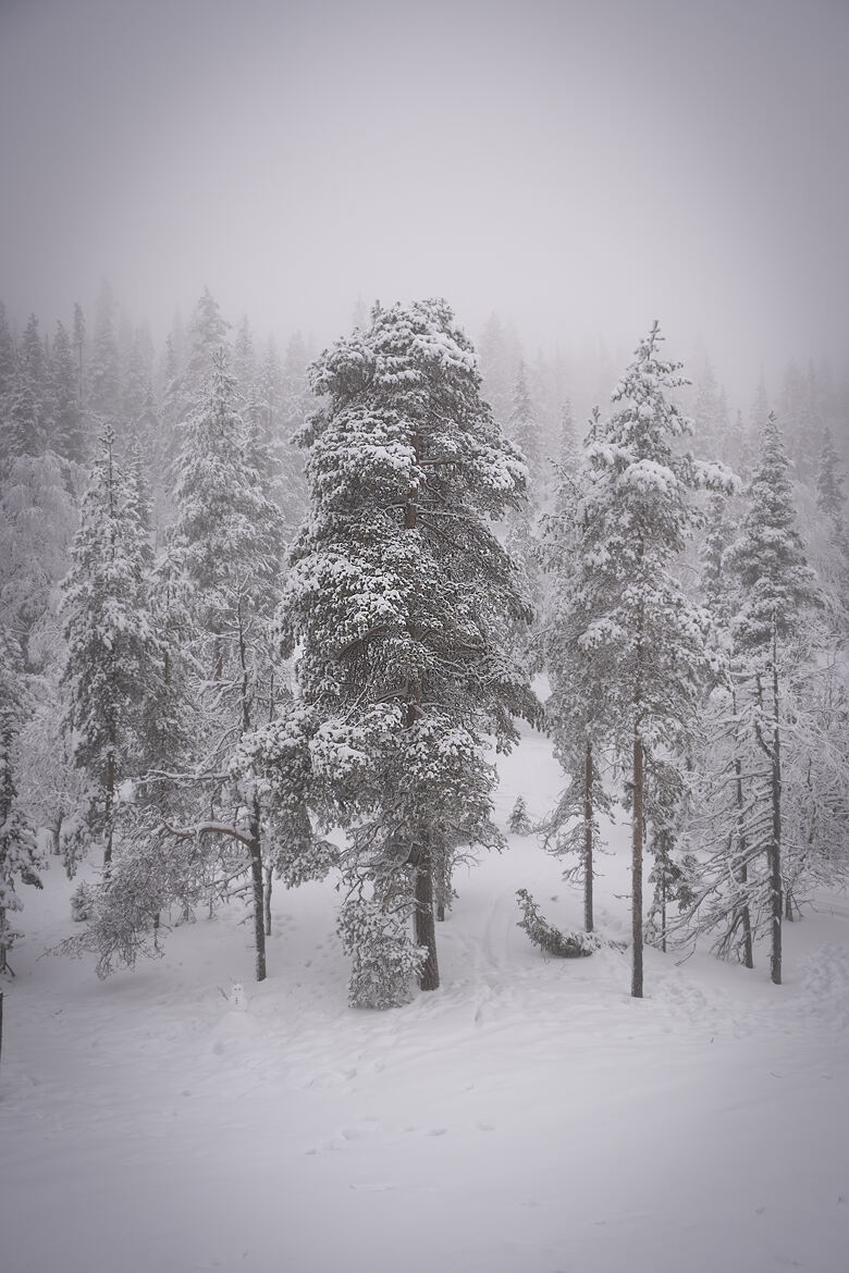 L'hiver en Laponie