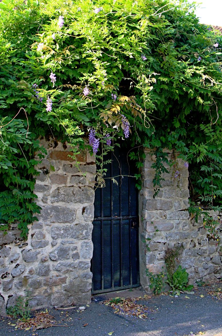 porte glycine