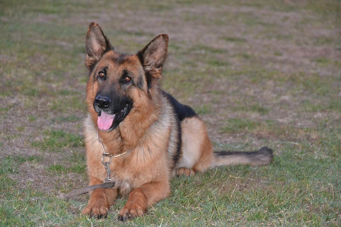 Galerie de Chiens : Rintintin