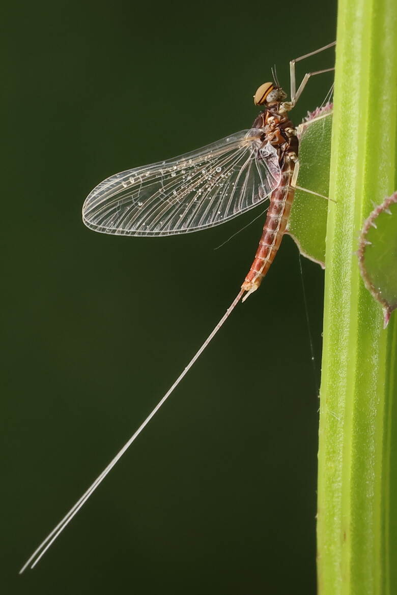 Ephémère II